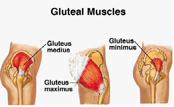 Gluteus Medius Muscle Activation Technique